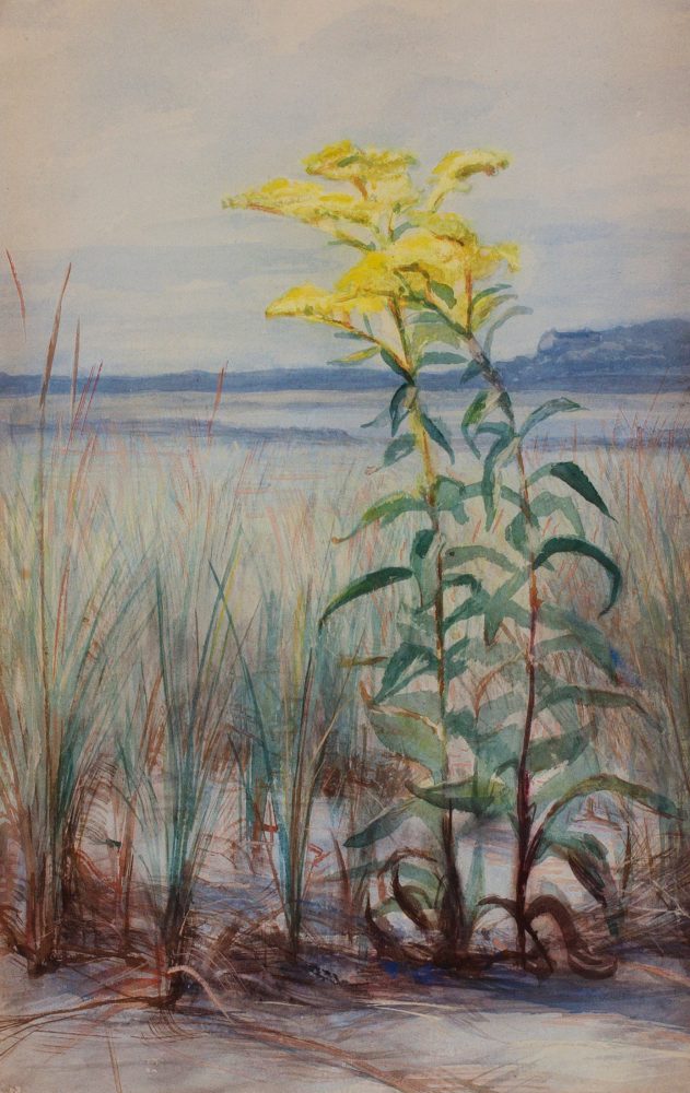 Goldenrod in the Sand (George Cochran Lambdin)