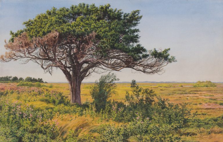 Where Wild Hibiscus Grows: Absecon, NJ (Peter Caledon Cameron)